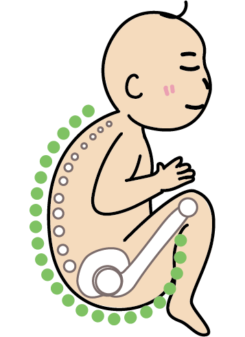 正確的脊椎位置應呈現J型背